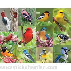 Springbok Birds of a Feather 36 Piece Jigsaw Puzzle B00KCUQPDO